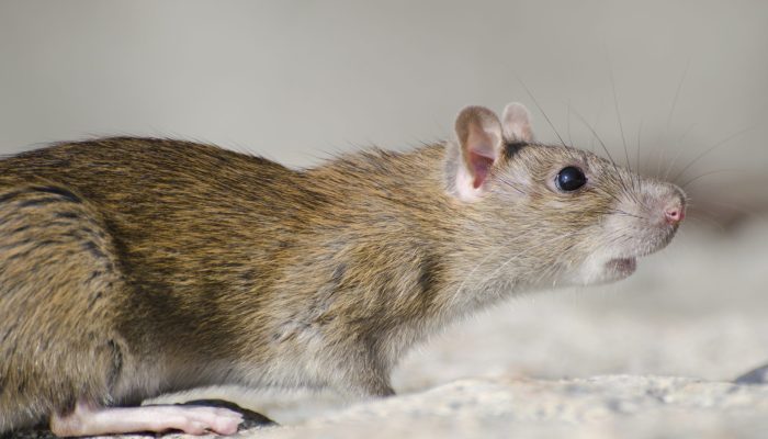 A closeup of a marsh rice rat under the sunlight with a blurry background